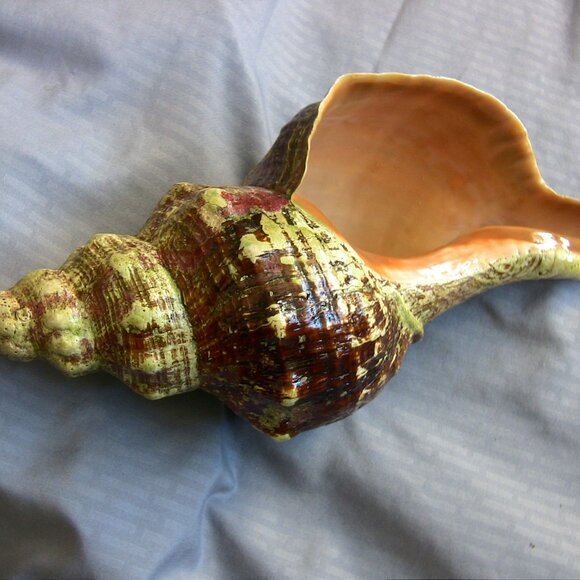 Beautiful Florida Horse Conch Shell 12" - Picture 2 of 8